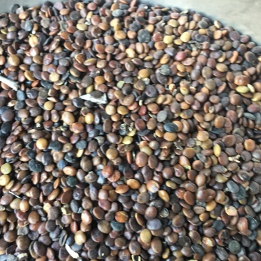 国槐种子，当年种子价格优惠
