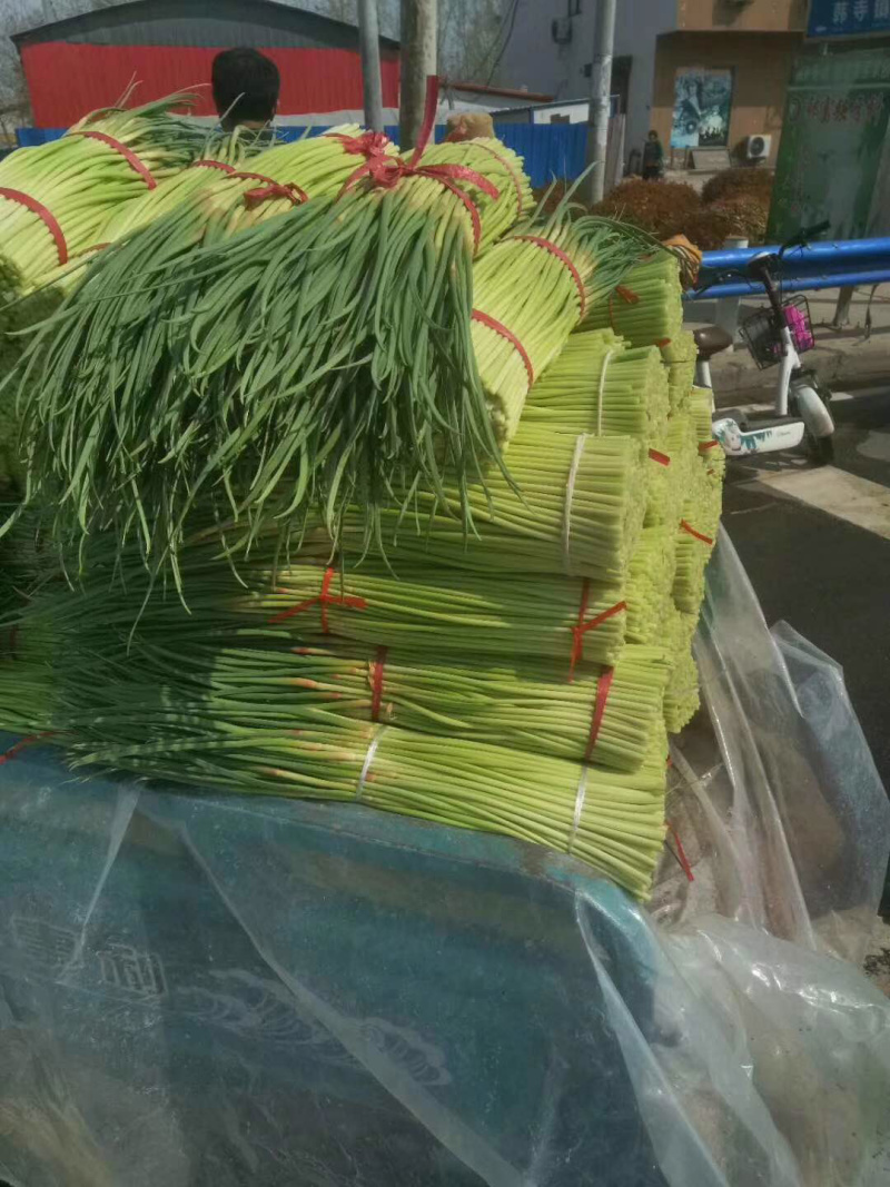 🔥红帽蒜苔🔥万亩基地货源充足蒜薹中牟蒜薹新鲜上市