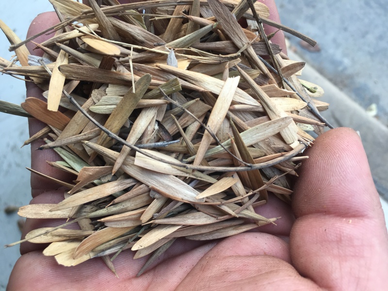 白蜡种子，当年白蜡种子