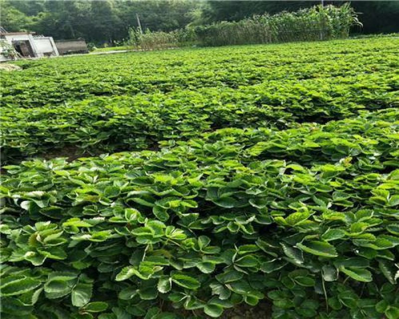 草莓苗：香野草莓苗：增产高产，新一代：产量高，南北都能栽