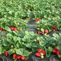 草莓苗：香野草莓苗：增产高产，新一代：产量高，南北都能栽