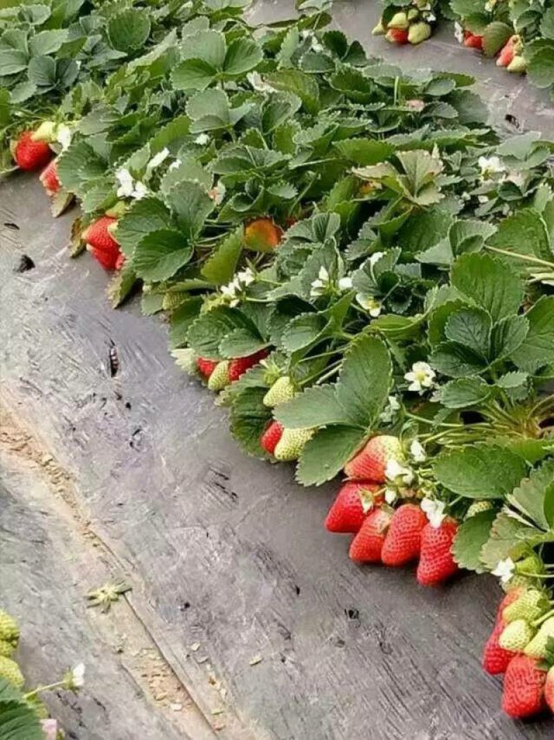 草莓苗：香野草莓苗：增产高产，新一代：产量高，南北都能栽