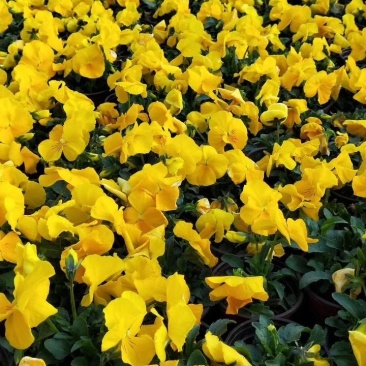 山东青州常年供应时令草花冬季抗冻草花系列三色堇