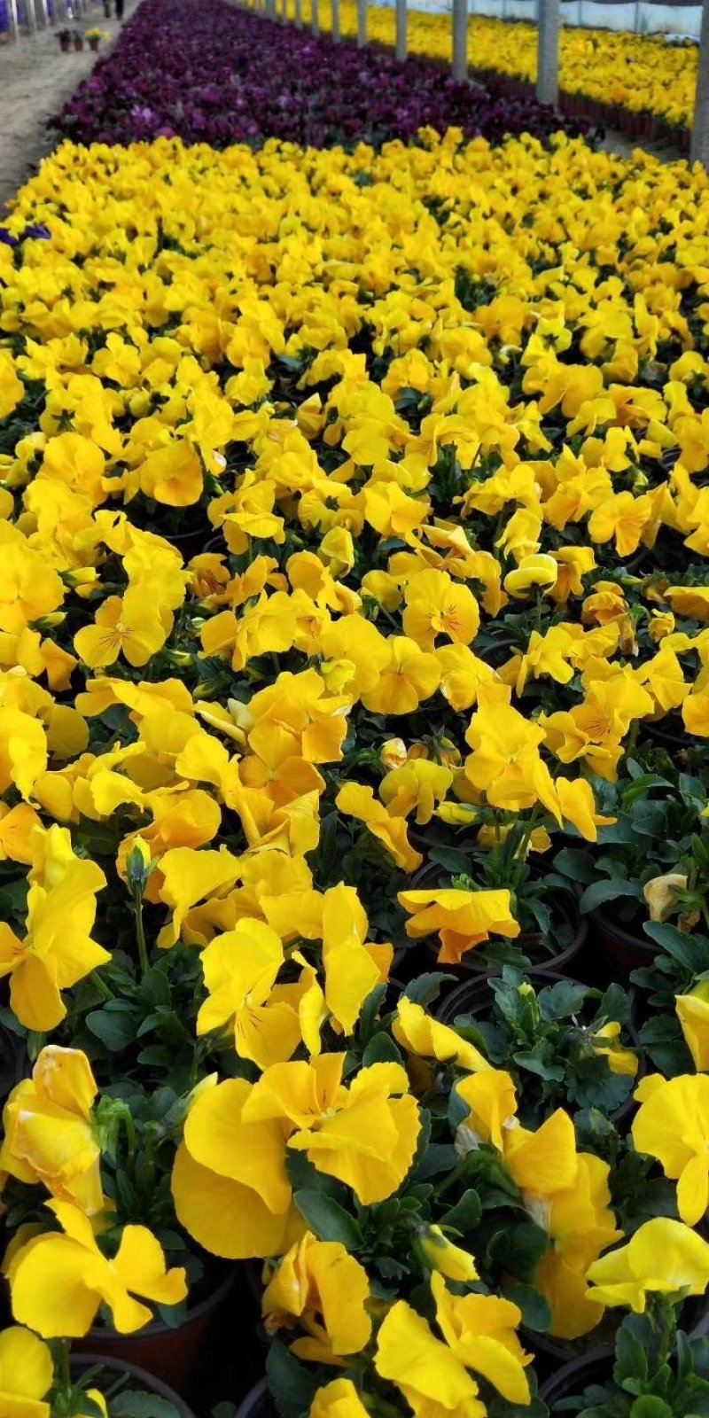 山东青州常年供应时令草花冬季抗冻草花系列三色堇