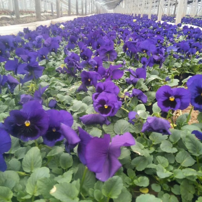 山东青州常年供应时令草花冬季抗冻草花系列三色堇