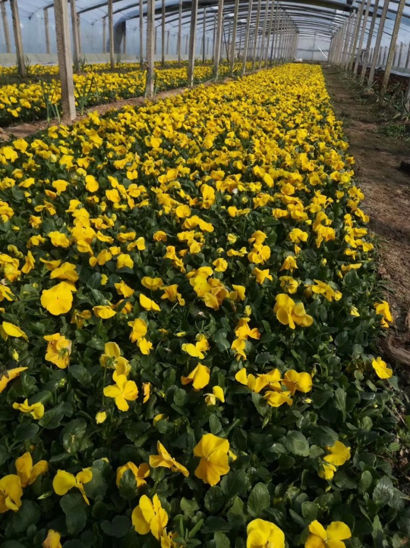 山东青州常年供应时令草花冬季抗冻草花系列三色堇