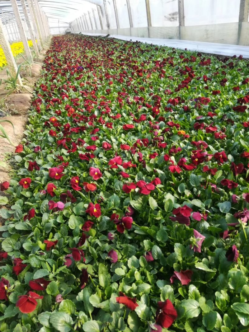 山东青州常年供应时令草花冬季抗冻草花系列三色堇