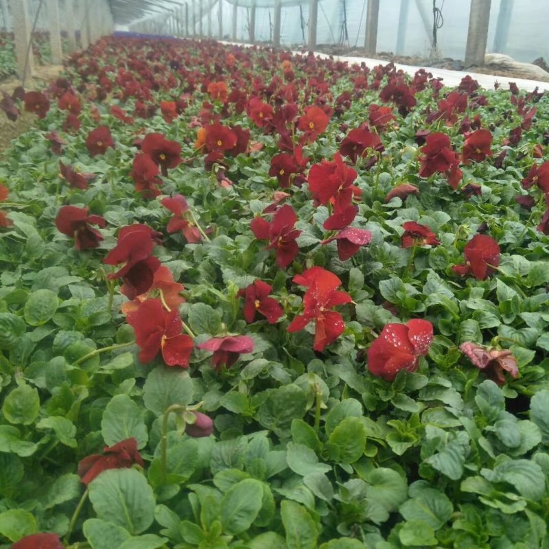 山东青州常年供应时令草花冬季抗冻草花系列三色堇