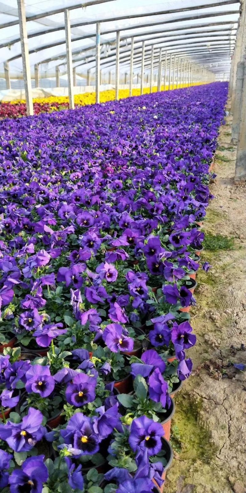 山东青州常年供应时令草花冬季抗冻草花系列三色堇