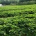 草莓苗：香野草莓苗：增产高产，新一代：产量高，南北都能栽