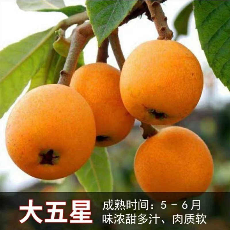 【包结果】枇杷苗嫁接无核南方北方种植盆栽地栽枇杷树苗