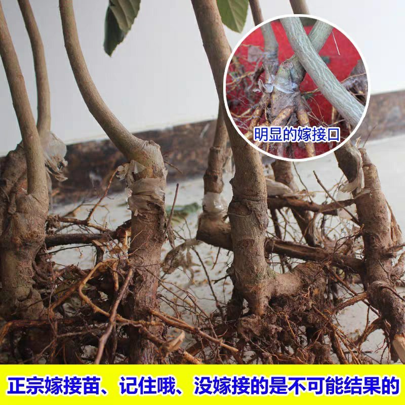 【包结果】枇杷苗嫁接无核南方北方种植盆栽地栽枇杷树苗