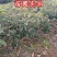 【包结果】枇杷苗嫁接无核南方北方种植盆栽地栽枇杷树苗