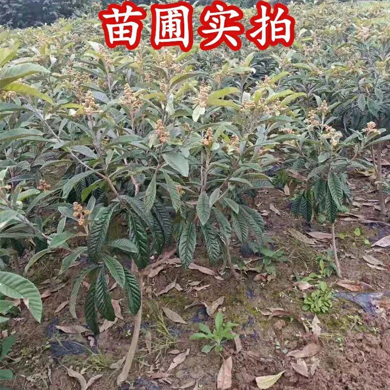 【包结果】枇杷苗嫁接无核南方北方种植盆栽地栽枇杷树苗