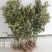 【包结果】枇杷苗嫁接无核南方北方种植盆栽地栽枇杷树苗