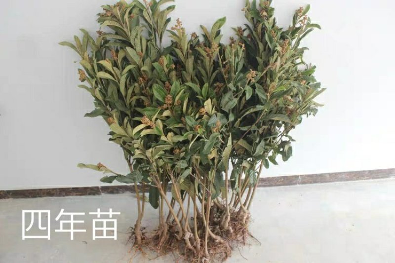 【包结果】枇杷苗嫁接无核南方北方种植盆栽地栽枇杷树苗