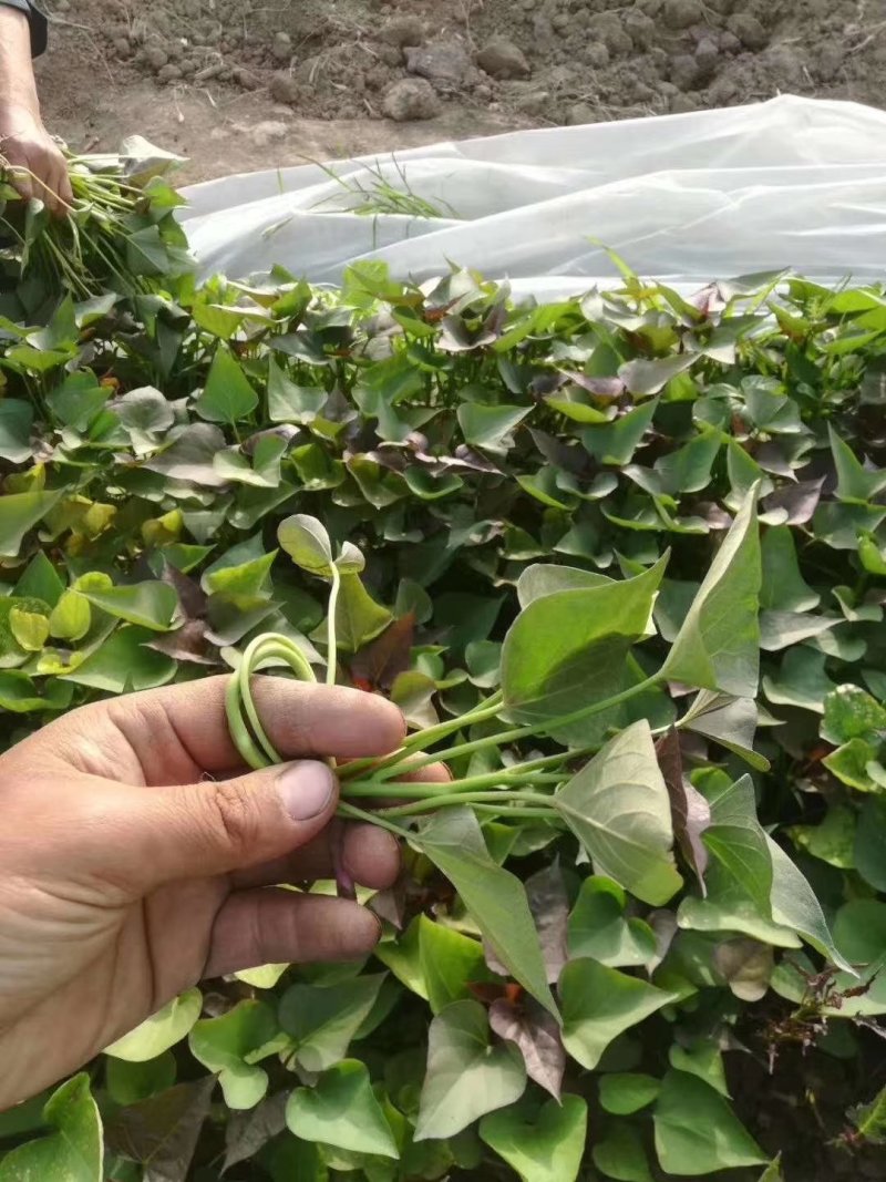 日本红瑶红薯苗