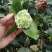 茶花盆栽，品种茶花，茶花苗