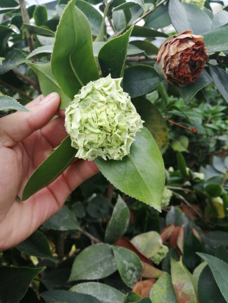 茶花盆栽，品种茶花，茶花苗