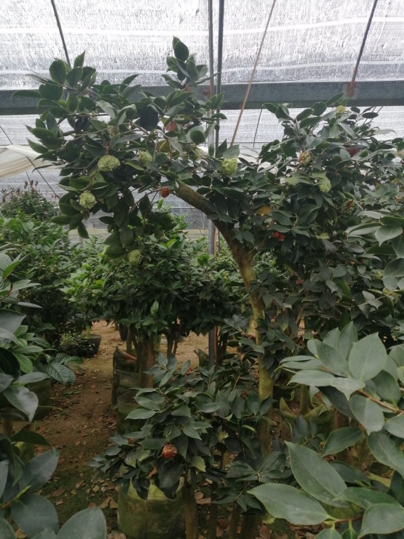 茶花盆栽，品种茶花，茶花苗
