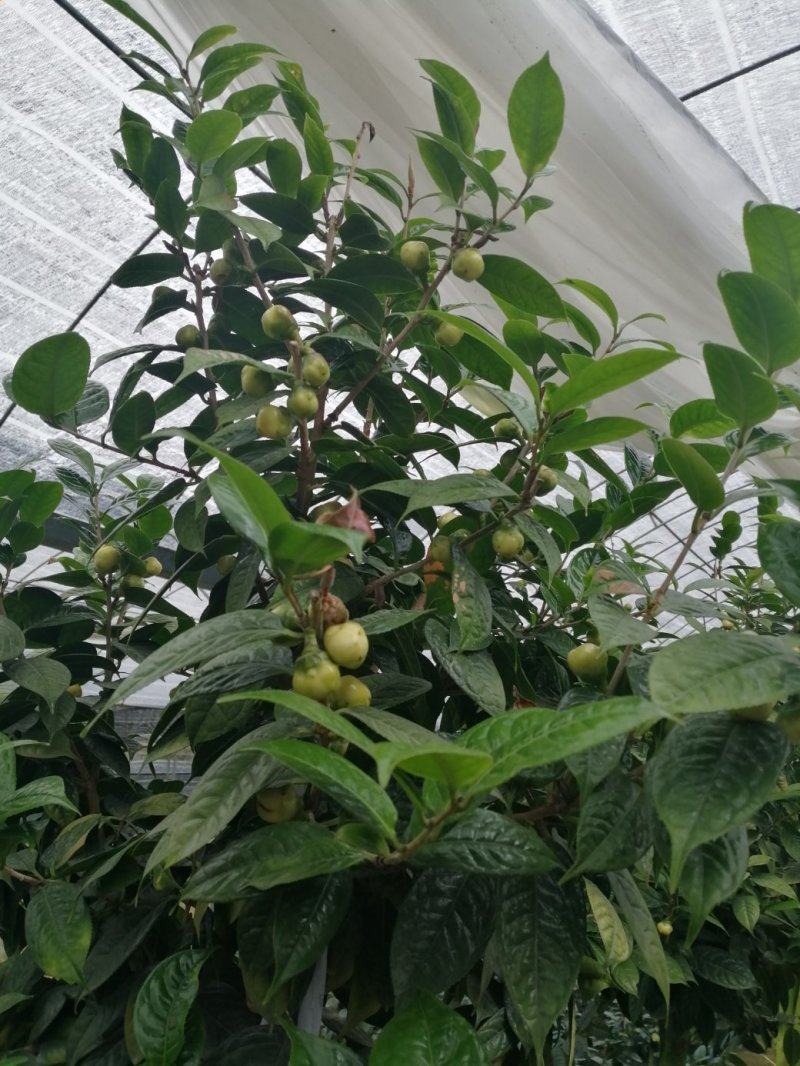 茶花盆栽，品种茶花，茶花苗