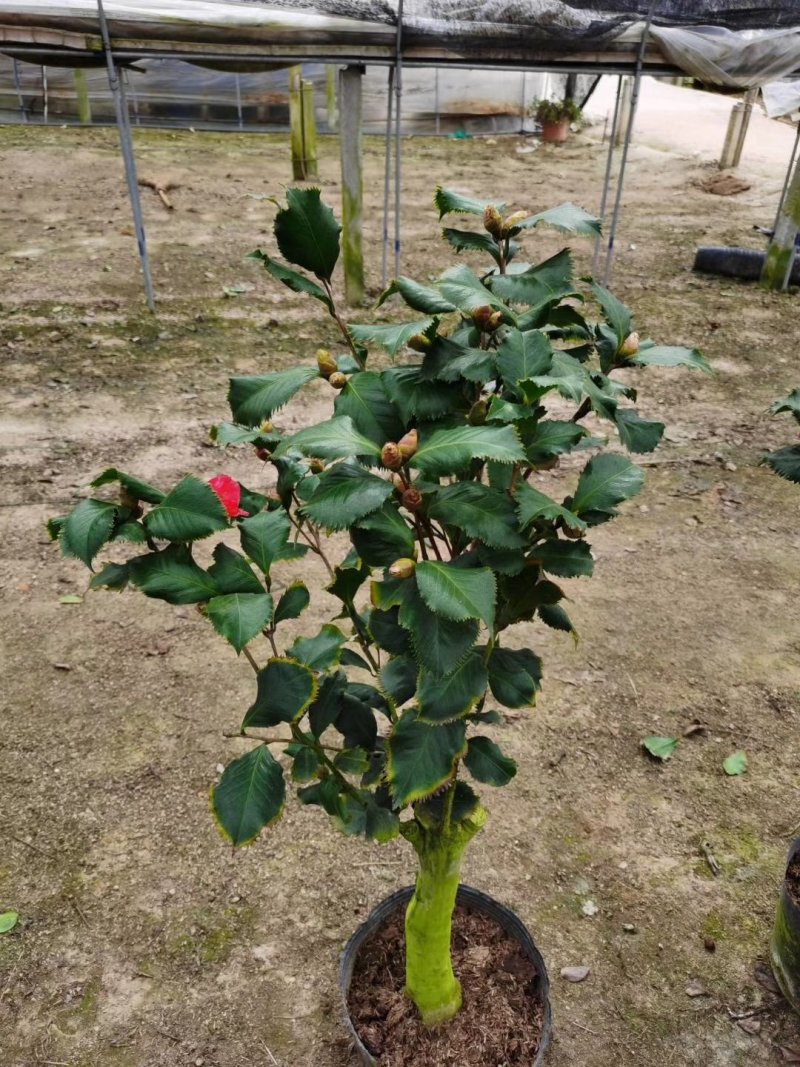 茶花盆栽，品种茶花，茶花苗