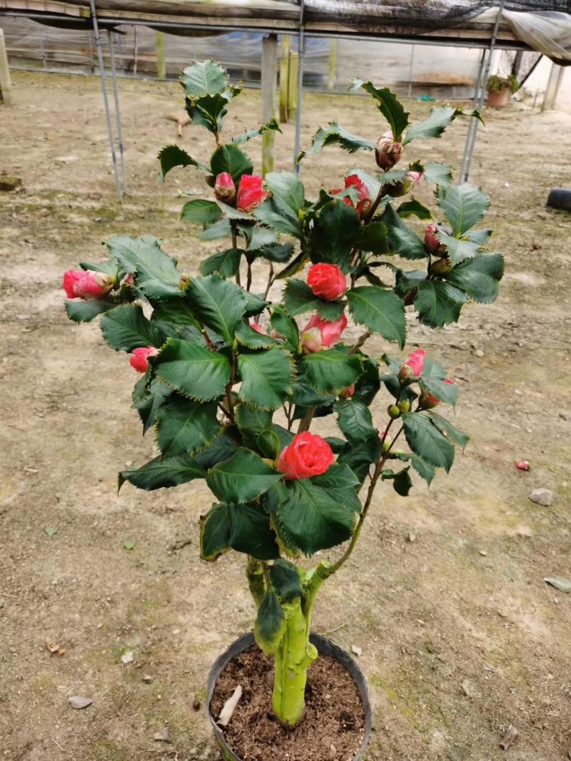 茶花盆栽，品种茶花，茶花苗