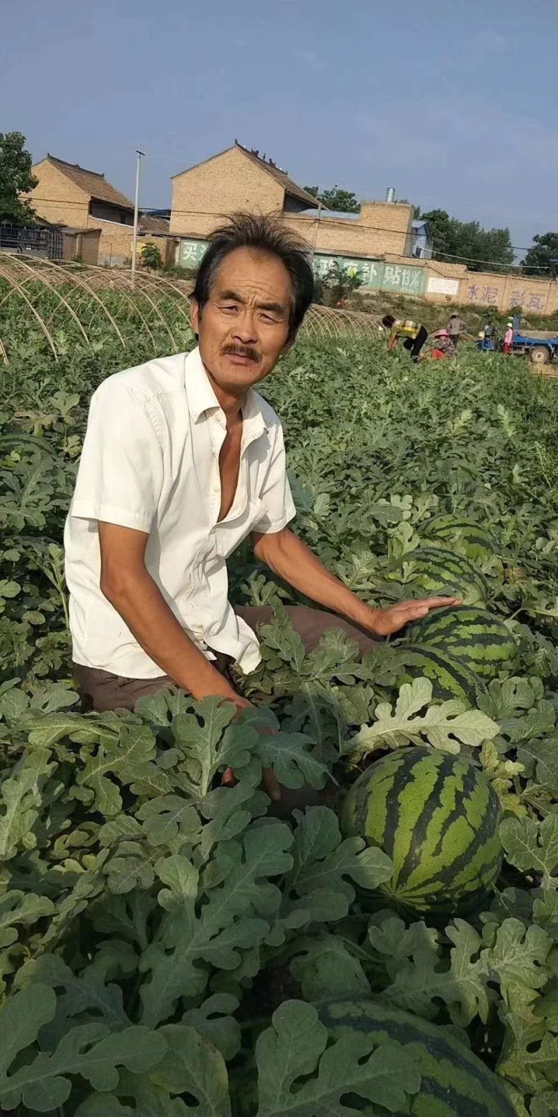 福园一号西瓜种子果实圆形抗病性强皮薄大红瓤50克