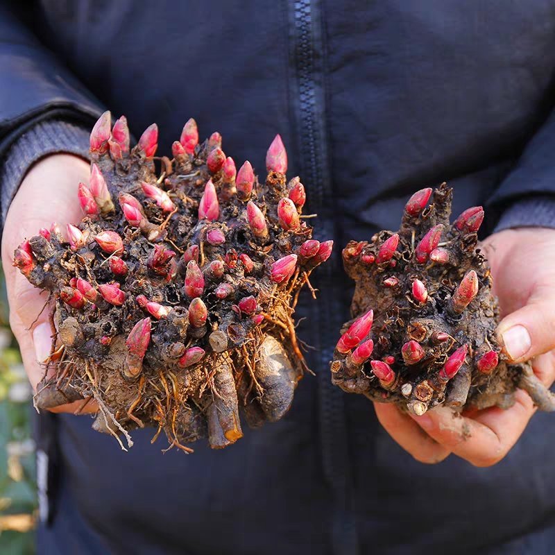 芍药花苗庭院花卉四季开花室内盆栽易活芍药根块带芽室外庭院