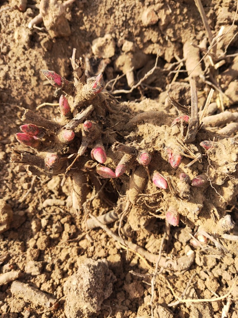 芍药花苗庭院花卉四季开花室内盆栽易活芍药根块带芽室外庭院