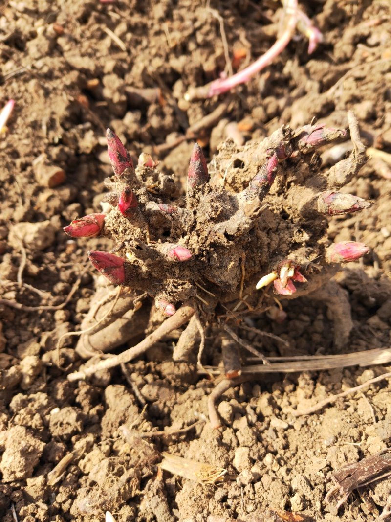 芍药花苗庭院花卉四季开花室内盆栽易活芍药根块带芽室外庭院