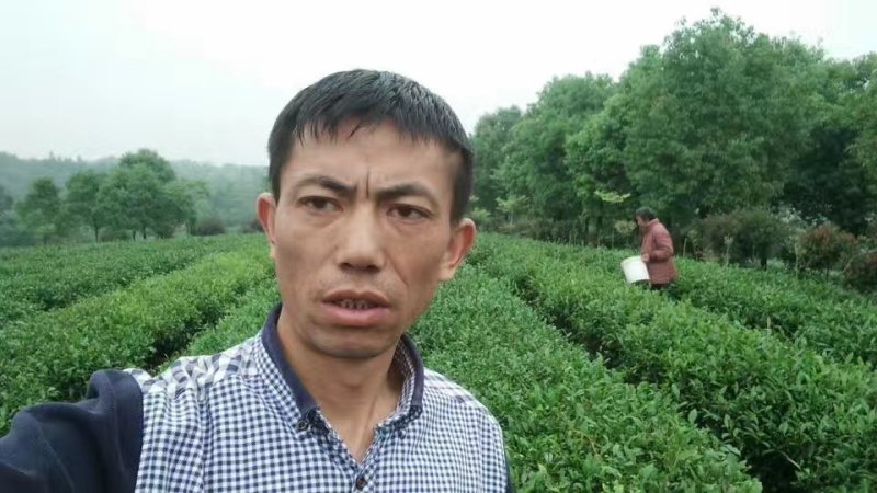 茶叶，茶叶绿茶，茶叶毛尖，茶叶白茶，茶叶自产自销