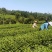茶叶，茶叶绿茶，茶叶毛尖，茶叶白茶，茶叶自产自销