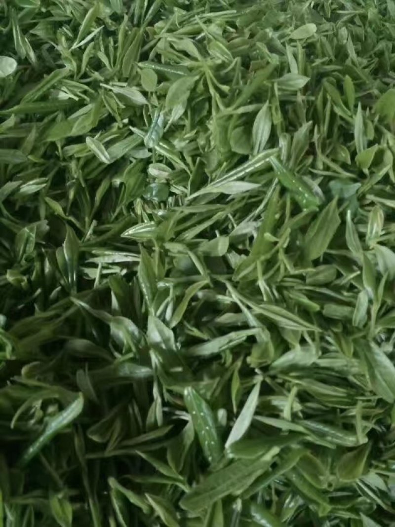 茶叶，茶叶绿茶，茶叶毛尖，茶叶白茶，茶叶自产自销