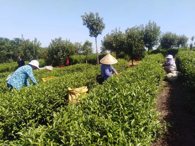 茶叶，茶叶绿茶，茶叶毛尖，茶叶白茶，茶叶自产自销