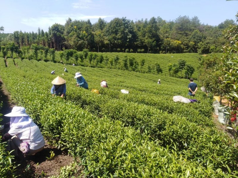 茶叶，茶叶绿茶，茶叶毛尖，茶叶白茶，茶叶自产自销