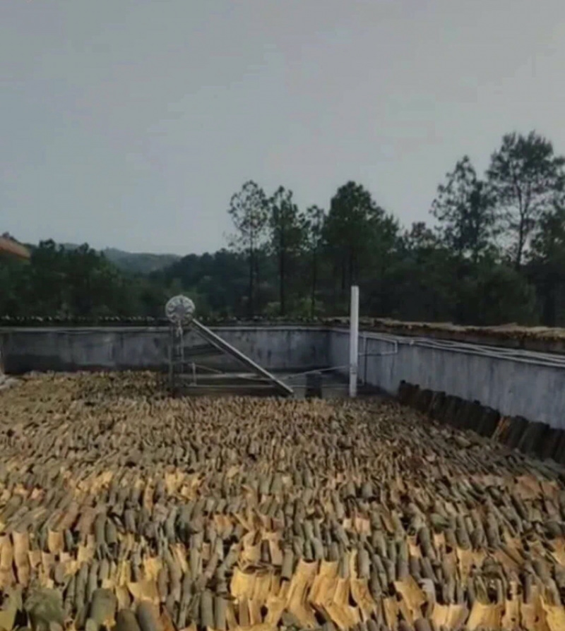 桂皮