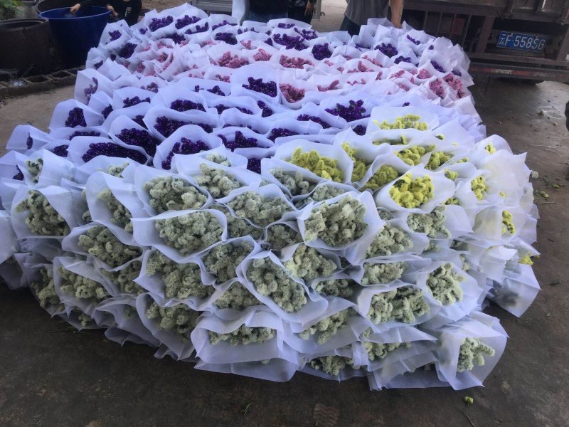 勿忘我大量供应保证质量售后价格优惠量大从优