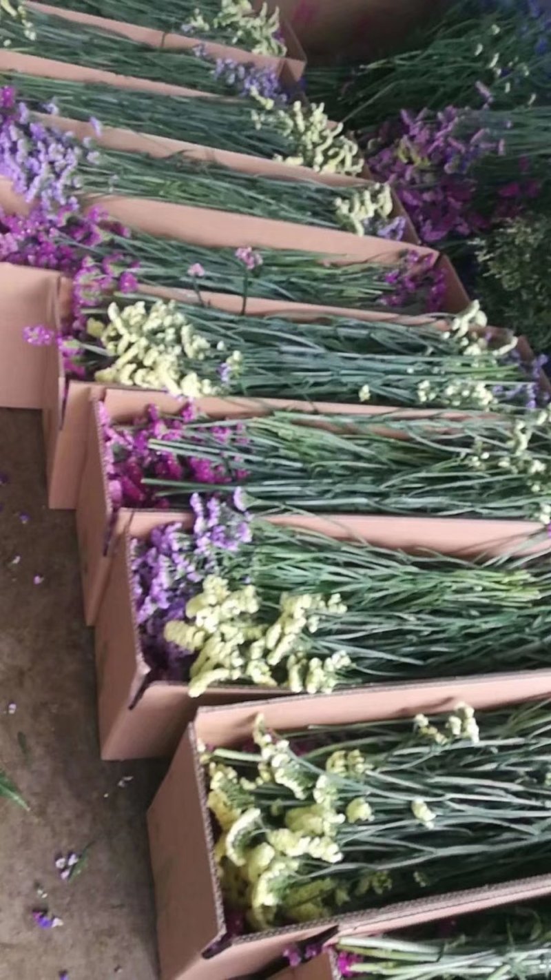 勿忘我大量供应保证质量售后价格优惠量大从优