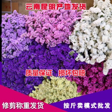 勿忘我大量供应保证质量售后价格优惠量大从优