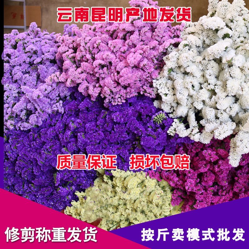 勿忘我大量供应保证质量售后价格优惠量大从优