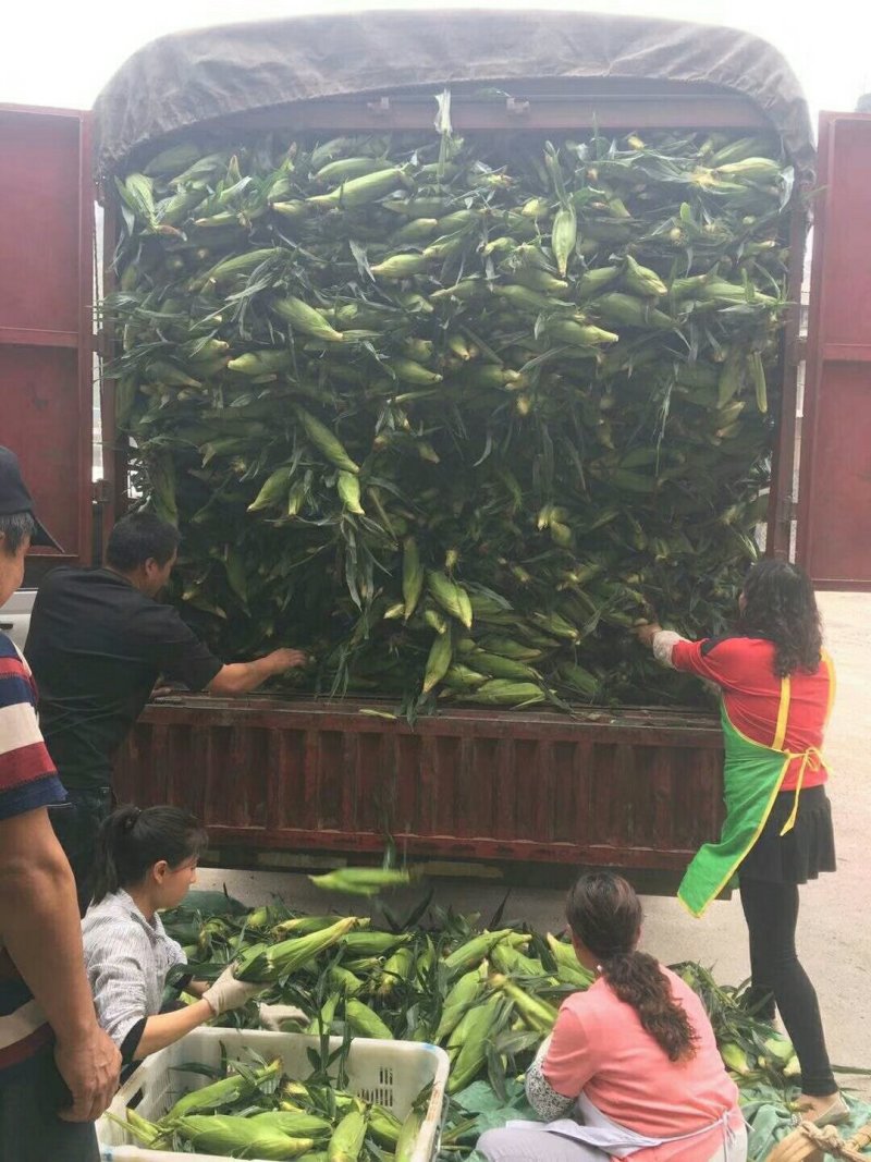云南水果玉米5斤现货包邮一件代发