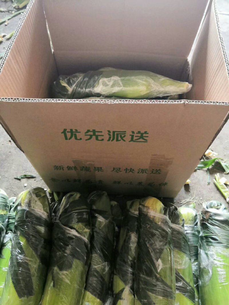 云南水果玉米5斤现货包邮一件代发
