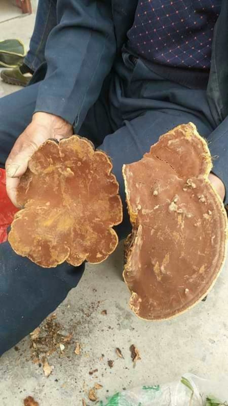 正宗野生桑树桑黄岩桑黄包邮