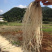 粤北山区养肝草(丝线根）产地直销大量批发