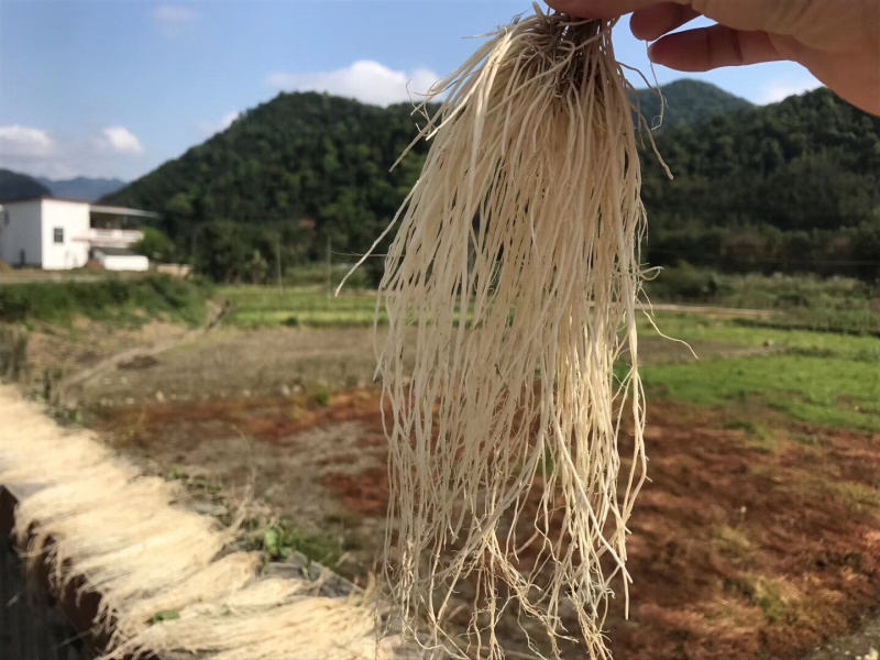 粤北山区养肝草(丝线根）产地直销大量批发