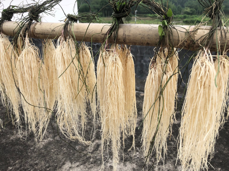 粤北山区养肝草(丝线根）产地直销大量批发