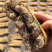 粤北山区养肝草(丝线根）产地直销大量批发