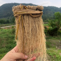 粤北山区养肝草(丝线根）产地直销大量批发