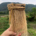 粤北山区养肝草(丝线根）产地直销大量批发